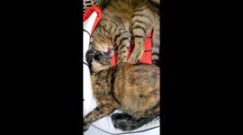 cat massage