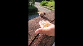 A Sparrow Shares Its Food