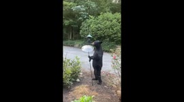 Bear Standing Eating From Bird Feeder