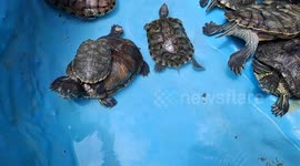 Hilarious footage shows tortoise hitching a free ride on fellow tortoise's back