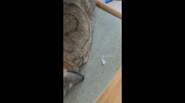 Bunnies Make a Mess With Toilet Paper