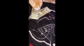 Cat Hustles Human in Game of Craps