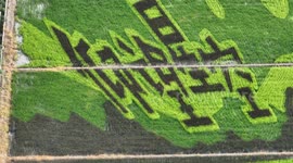 Rice Field Painting in Kunshan, China