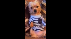 Puppy practising Zen yoga position