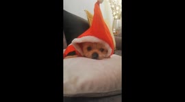 Puppy dislikes his Santa's outfit!