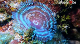 Colorful Tube Worm showing its fans that filter food from current *Nature's masterpiece*