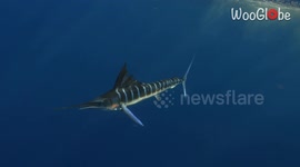'Nature is beautiful!' - A Striped Marlin hunting for prey in Magdalena bay in Baja California
