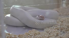 Ssss-ip coffee at this awesome snake cafe in Thailand