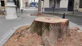 Parisian residents consider as a new ecocide the cutting of a the famous tree of the Place Furstember.  The town hall of Paris fells five trees in the 6th arrondissement, to