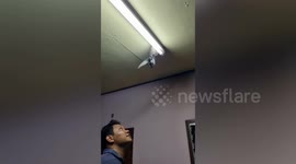 Swallow builds nest on light then needs rescuing when heat melts the bird home