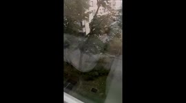 Falling tree almost crushes passing car as storm lashes Croatia