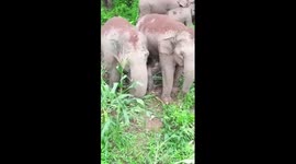 Adult wild elephants nurse newborn calf in SW China