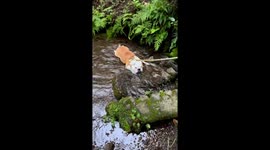 Bulldog refuses to leave the bliss and tranquillity of lying in flowing stream