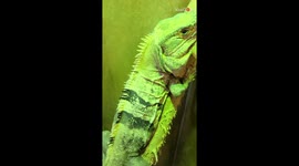 Iguana braces as owner carefully removes dead skin from its face