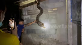 Animal handler calmly catches huge python dangling from roof outside clinic