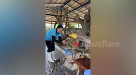Monkeys climb over young boy at zoo in Thailand