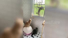 Pet cats watch huge monitor lizards climbing across window
