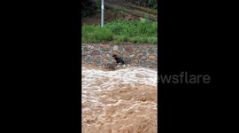 ICYMI: Exhausted dog battling to stay afloat in raging floodwaters rescued by owner in China