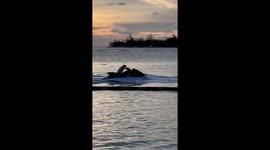 Canine Captain: Pup drives jet ski while owner soars flyboarding in Florida