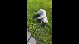 Dog/husky rolling on the ground like she’s possessed