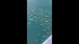 Sizeable Shiver of Sharks Spotted From an Oil Rig