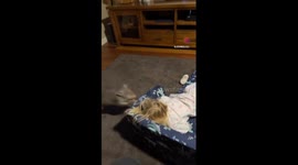 Toddler Plays With Pet Wombat