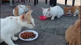 Man Arrange a Canteen for Stray Cats in The Port of Gaza