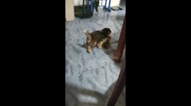 Cute Husky Puppy Carries Around Kitten