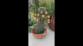 Blooming Cactus Time-Lapse