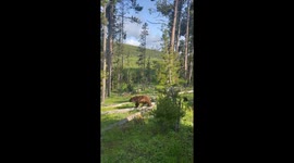 Mama Bear and Cub Wander Through Forest in Yellowstone