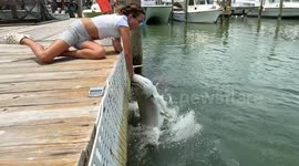 Little girl's arm nearly taken off by giant tarpon while feeding it a minnow