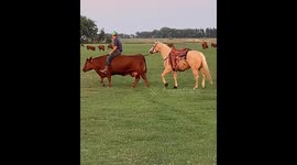Something's a Little Backwards on This Ranch