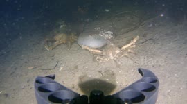 Horseshoe Crab Has No Manners