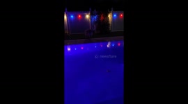 Dog Dives to Fetch Ball Out of Pool