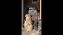 Baboon Likes to Hold Her Meerkat Friend