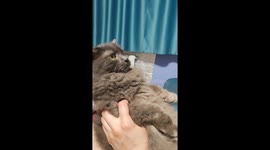 Fluffy Cat Teased by Owner