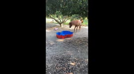 Horse Plays With Pool
