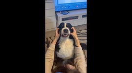 Dog Makes Funny Faces When His Cheeks Get Rubbed