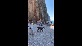 Goat Surprises Tourists on Beach