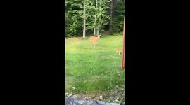 Cat Makes a Deer Friend