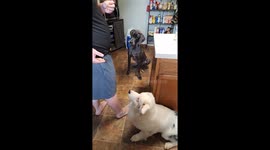 Great Dane Makes Great Catch With Her Head