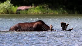 Moose Forages for Food Under Water