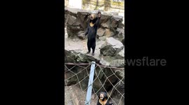 Chinese zoo refutes allegations that sun bear is a man in disguise