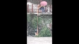 Chinese couple save dog struggling to get out of river in eastern China