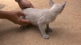 Thai cat lovers breed mutant moggies with heart-shaped heads and 'rare' fur coats