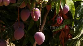 alestinian farmers pick Mango at a field during the harvest season in the center of Gaza strip