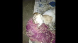 goat kid born like grandfather