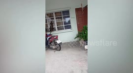 Cheeky monitor lizard climbs up family's window