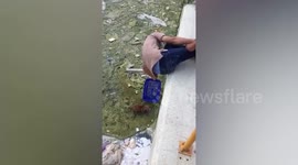 Kind construction worker fishes out drowning puppy from dirty canal