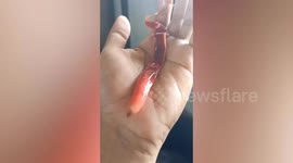 Pet ribbon worm spits out tree root-like webs on caretaker’s hand